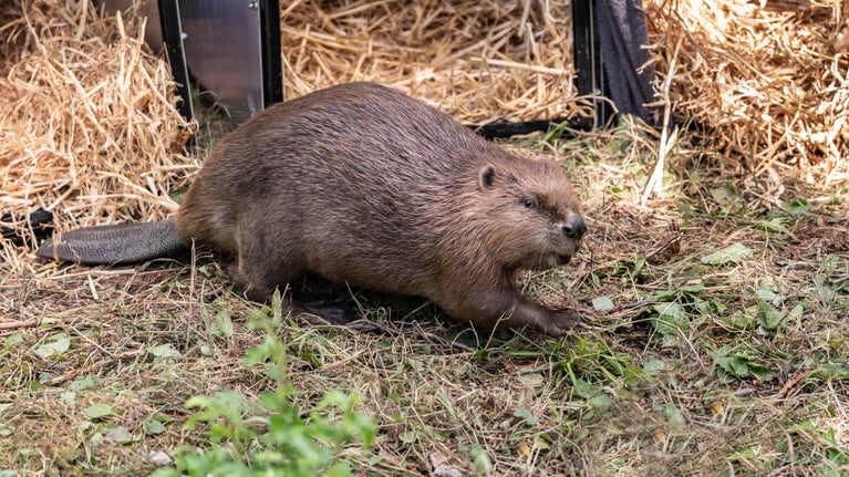 Steve McQueen the beaver has produced his first kit with mate Doris